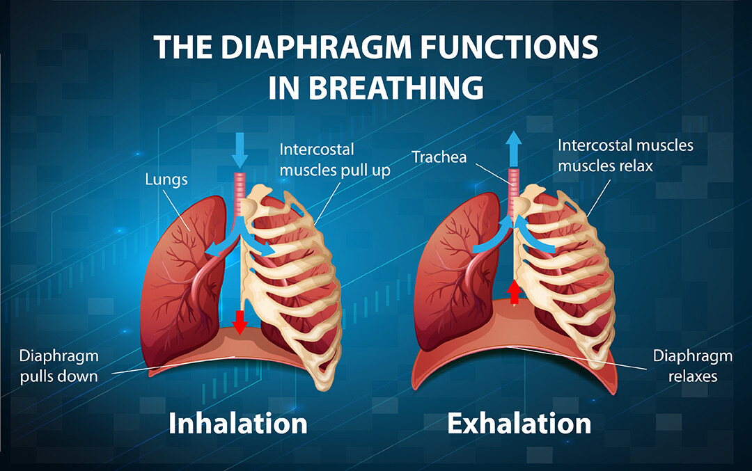 Diaphragm-and-intercostal-muscles